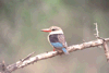 IJsvogel: brownhooded kingfisher