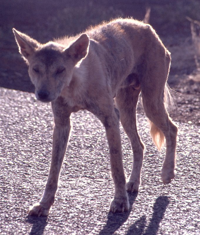Coyote1.jpg