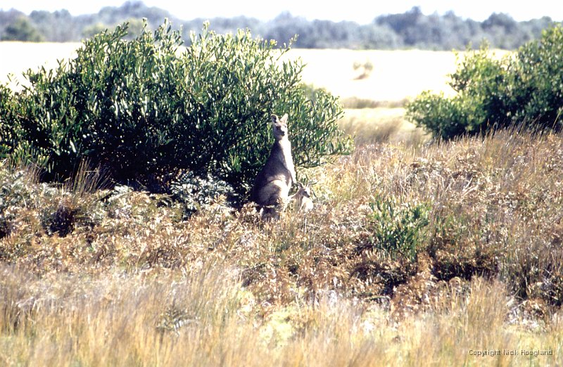 Kangaroo4.jpg