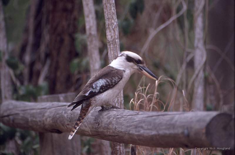 Kookaburra1.jpg