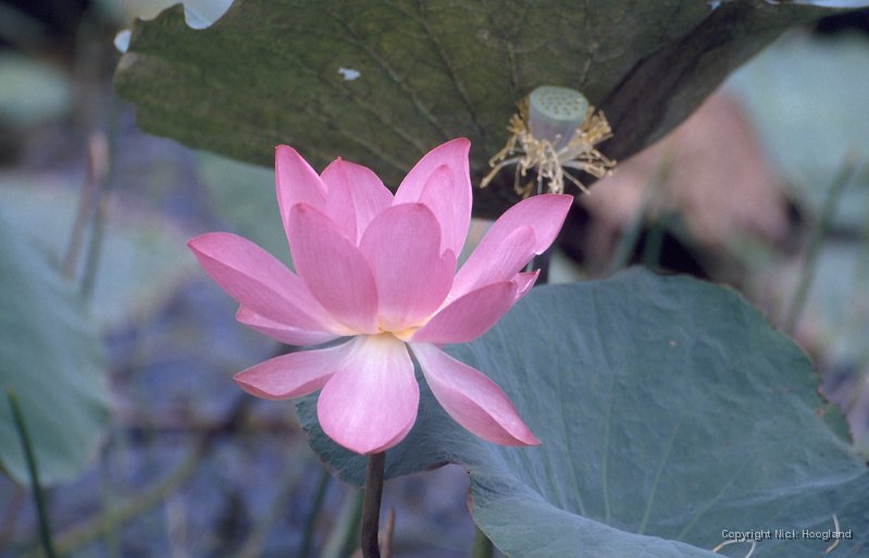 Lotus1.jpg