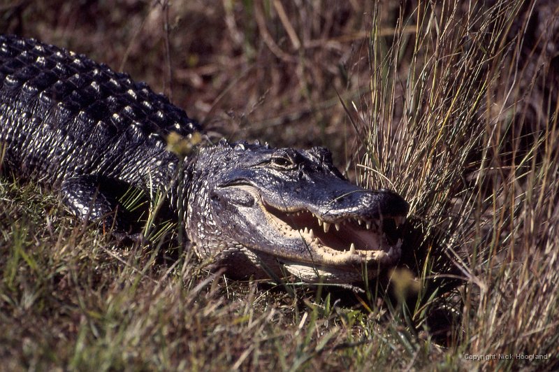 Krokodil1.jpg