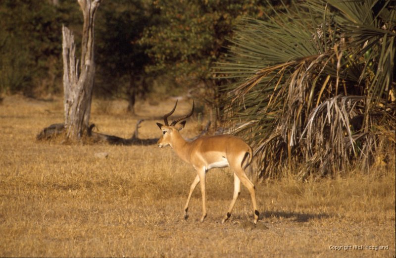 Antilope2.jpg