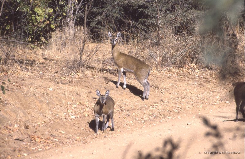 Antilope1.jpg