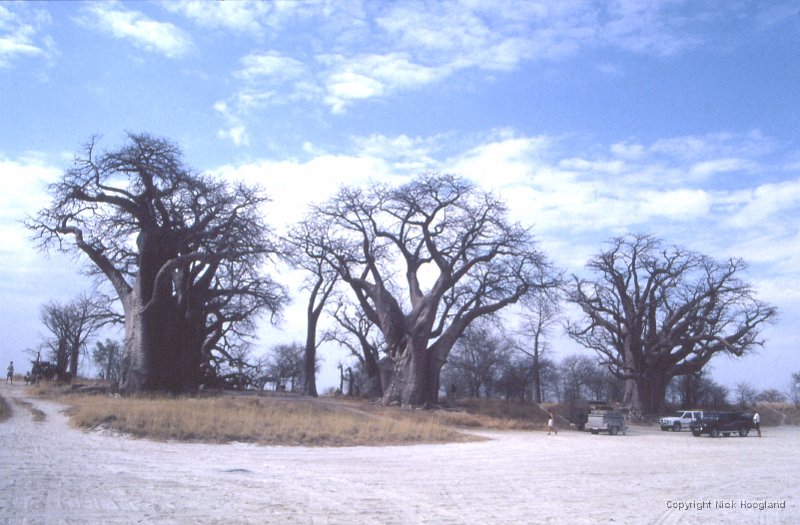 Baobab1.jpg