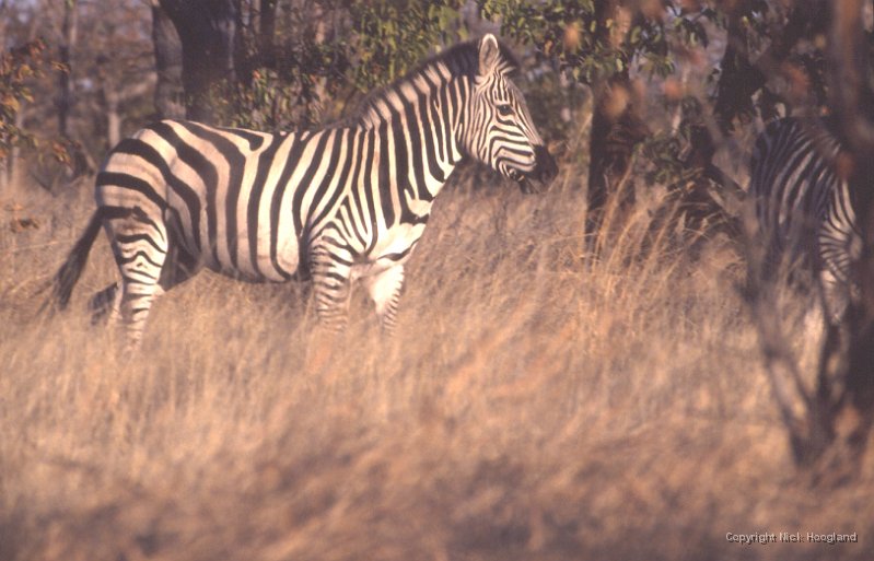 Zebra1.jpg