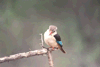 IJsvogel: brownhooded kingfisher