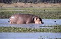 Nijlpaard1