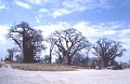 Baobab1