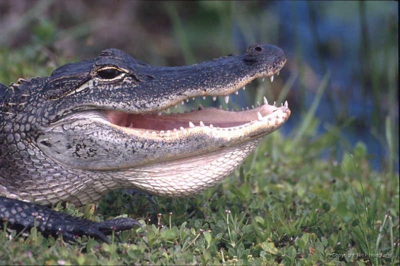 Krokodil1.jpg