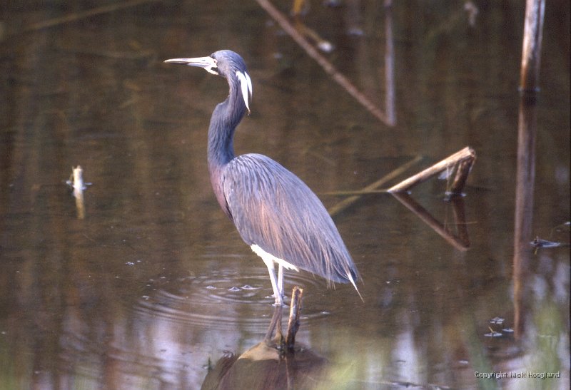 Reiger4.jpg