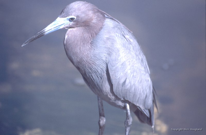 Reiger5.jpg