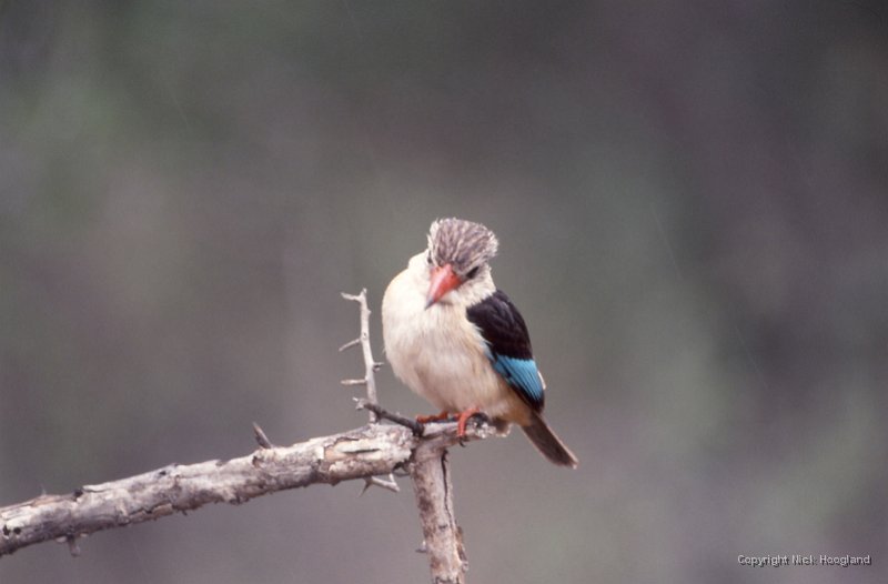 IJsvogel1.jpg