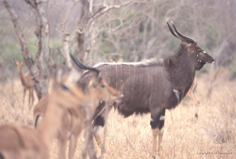 Nyala1.jpg