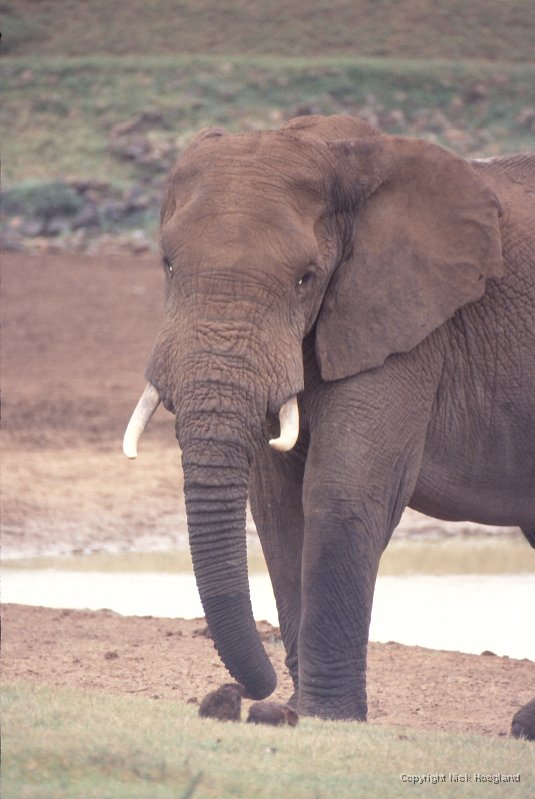 Olifant4.jpg