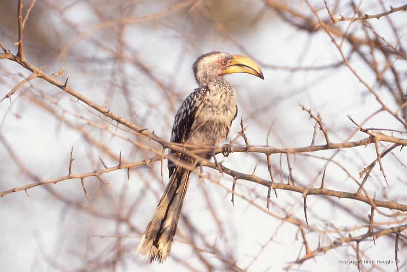 hornbill1.jpg