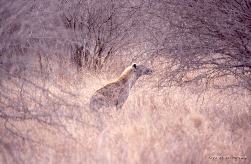 hyena1.jpg