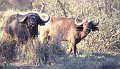Buffels2
