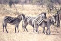 Zebras3