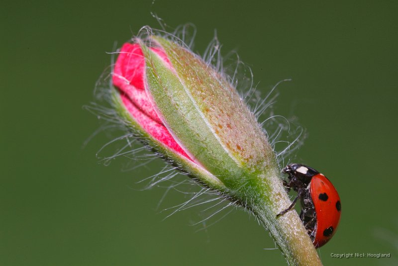 DSCF7517.JPG