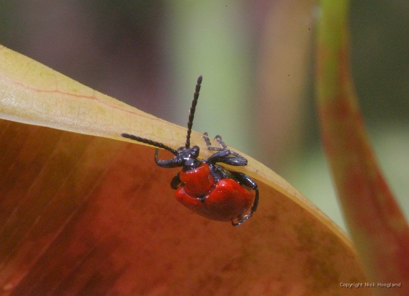 DSCF8244.JPG