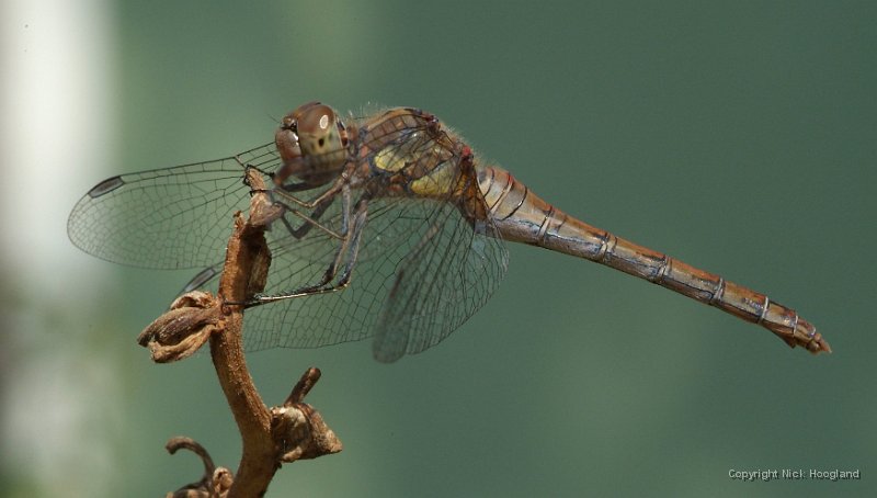 DSCF9479.JPG