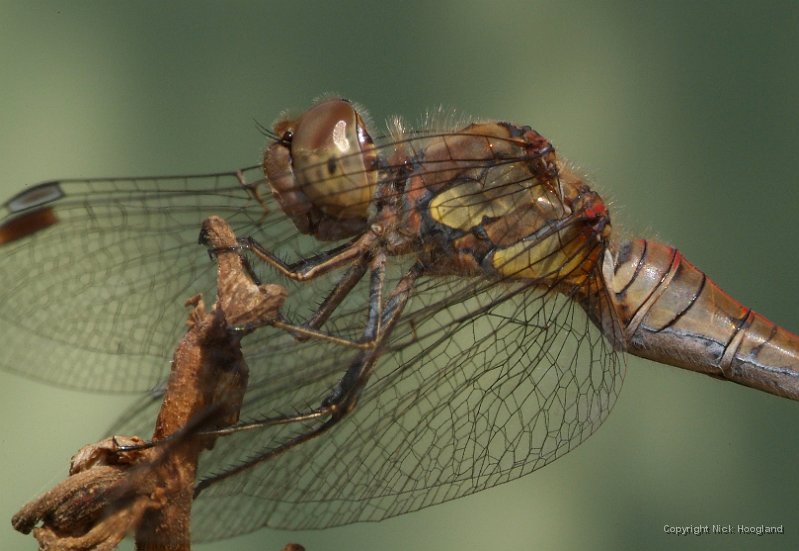 DSCF9499.JPG