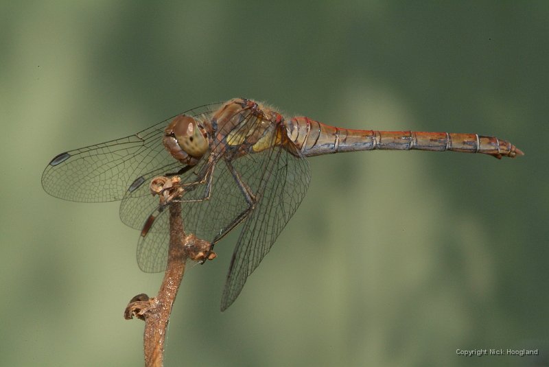 DSCF9505.JPG